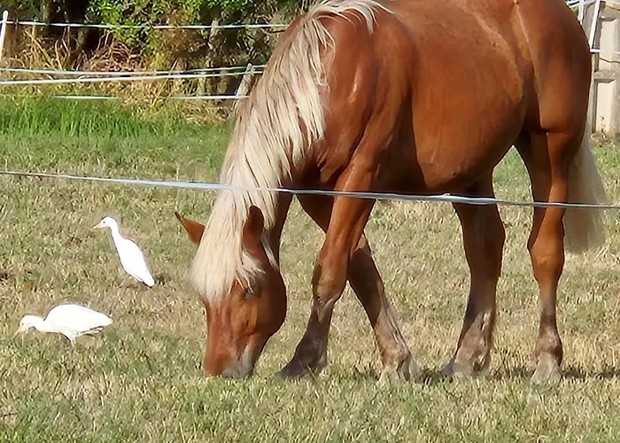 D'hotes Les Loges 3* Luçon
